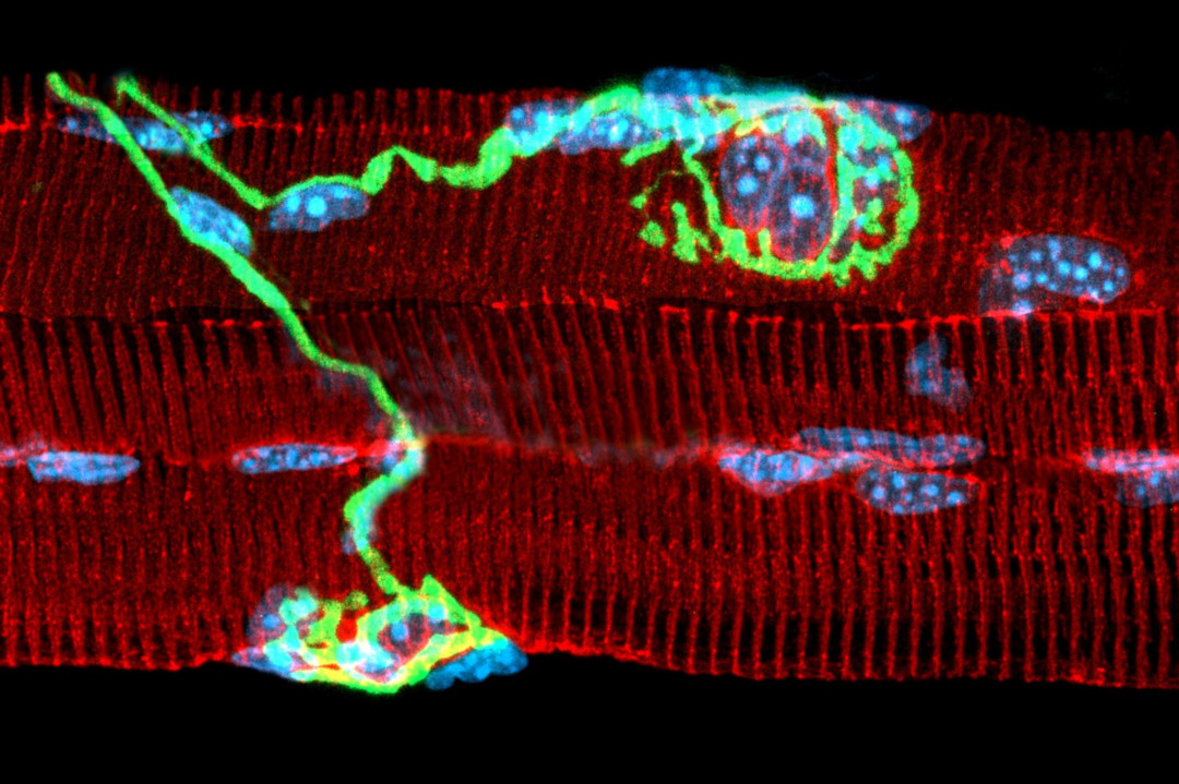 fibres musculaires (rouge) innervées par des motoneurones (vert) - © Laurent Schaeffer